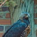 Crowned Eagle