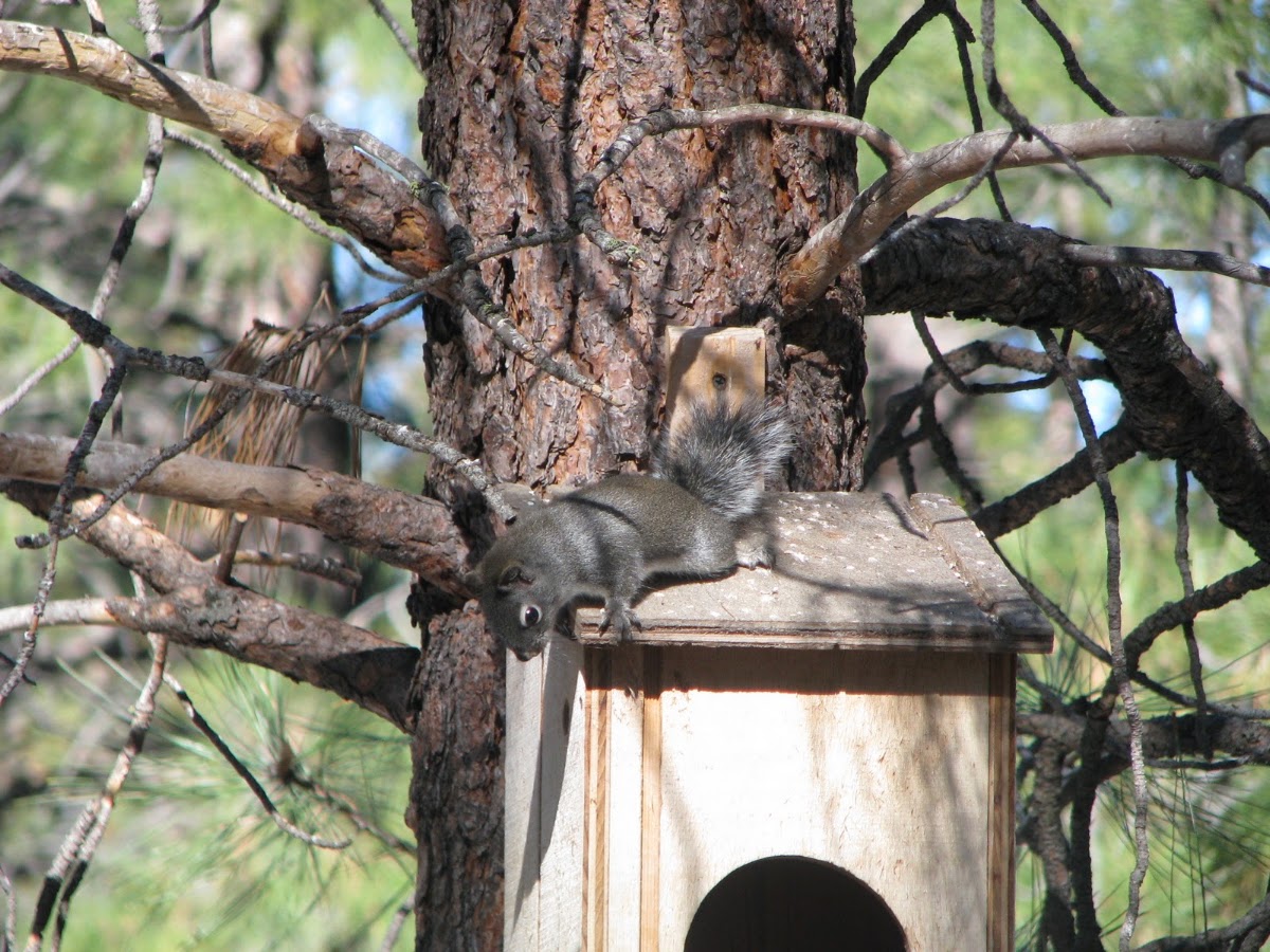 Douglas Squirrel