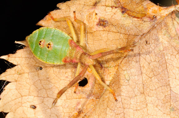 Spotting Image 1