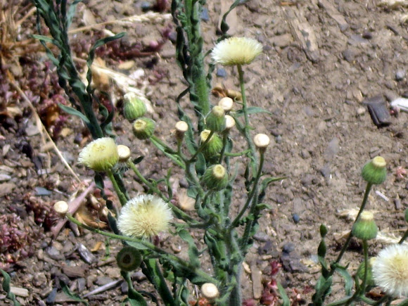 Spotting Image 1