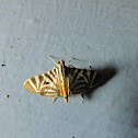 Moth
