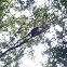 Spectacle langur
