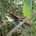 Gray Bird Grasshopper