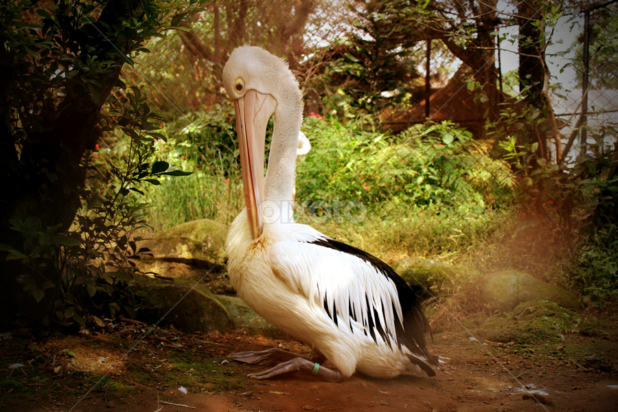 The Flamingos Birds Animals Pixoto