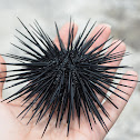 Sea urchin
