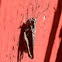 Grasshopper