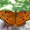 Gulf Fritillary