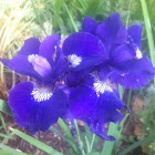 Iris