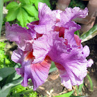 Tall Bearded Iris