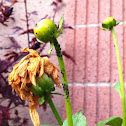 Aphids