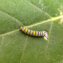 Monarch Butterfly Caterpillar