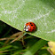 Multicolored Asian Ladybug