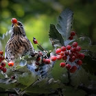Fieldfare