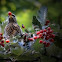 Fieldfare