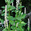 Figwort Giant Hyssop