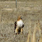 Red-Tailed Hawk