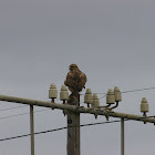 Jackal Buzzard (Juv.)