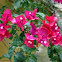 Buganvilia. Bougainvillea
