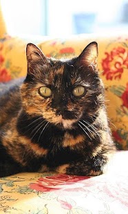 How to get Tortoiseshell Cats Wallpapers lastet apk for bluestacks