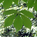 Yellow Buckeye
