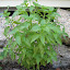 Basil