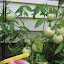 Bush Early Girl Tomato