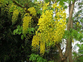 [tree_IndianLaburnum[2].jpg]