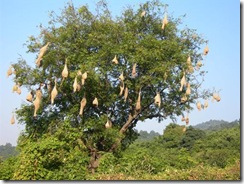 baya tree