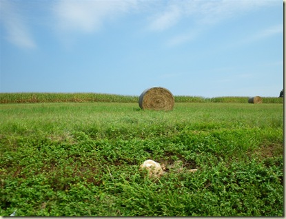 IMGP0060 1280 x 960