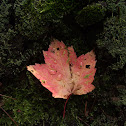 Leaf