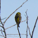 Serin; Verdecillo