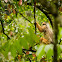 Yellow-handed Mitered Langur