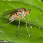 Long-legged Fly