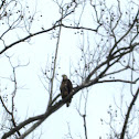 Bald Eagle (immature)