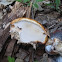 Red Banded Polypore