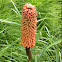 Torch lily