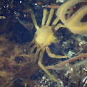 Northern Kelp Crab