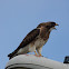 Swainson's Hawk