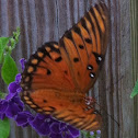 Viceroy