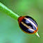 Three-striped Lady Beetle