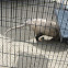 Virginia Opossum