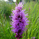 Dense Blazing Star