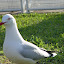 Seagull near the Sydney Opera House