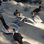 Swan, ducks, birds...