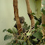 A baby koala