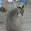 A wallaby