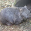 A wombat