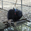 A southern cassowary