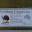 Southern cassowary stats