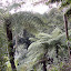 More valley flora